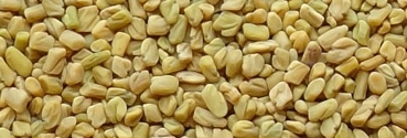 Organic Fenugreek Seeds