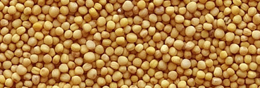 Organic Yellow Mustard Seeds