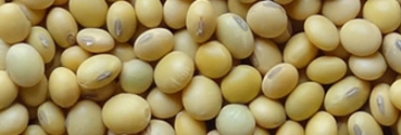 Organic Soybeans